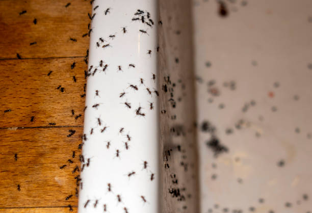 Best Pest Removal Services  in Skiato, OK