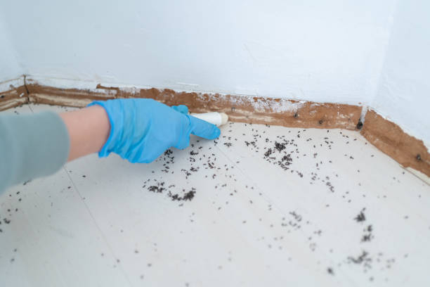 Best Emergency Pest Control  in Skiato, OK